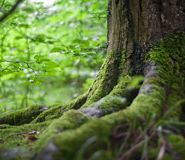 tree-moss